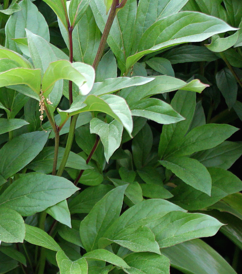 Image of Paeonia lactiflora specimen.