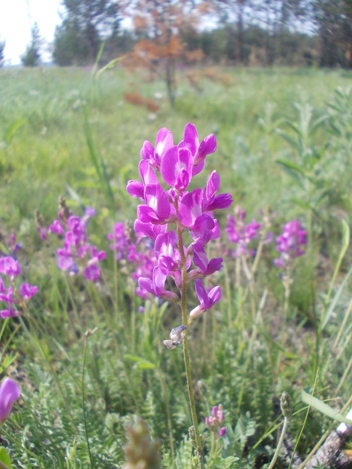 Изображение особи Oxytropis coerulea.