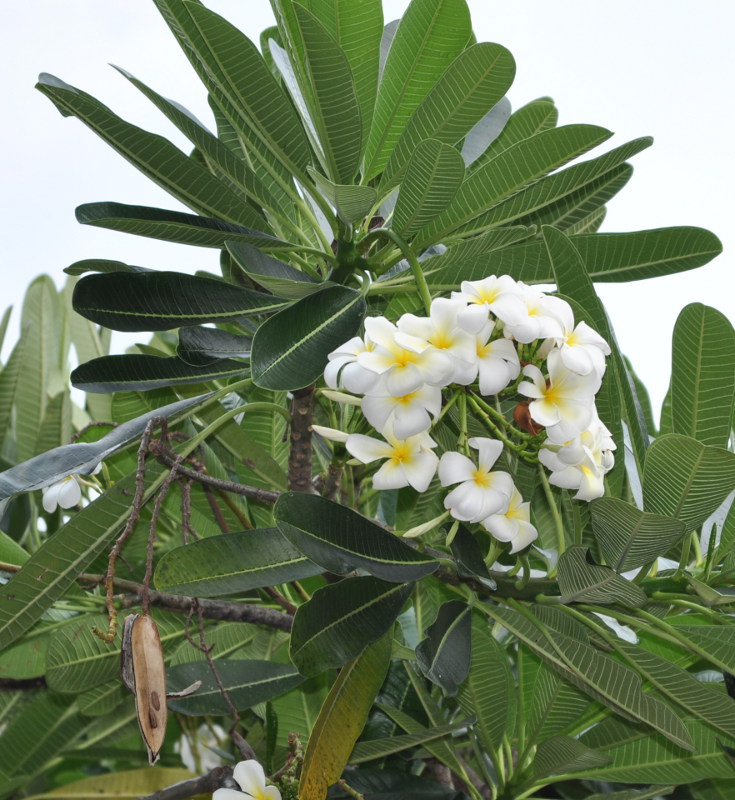 Изображение особи Plumeria obtusa.