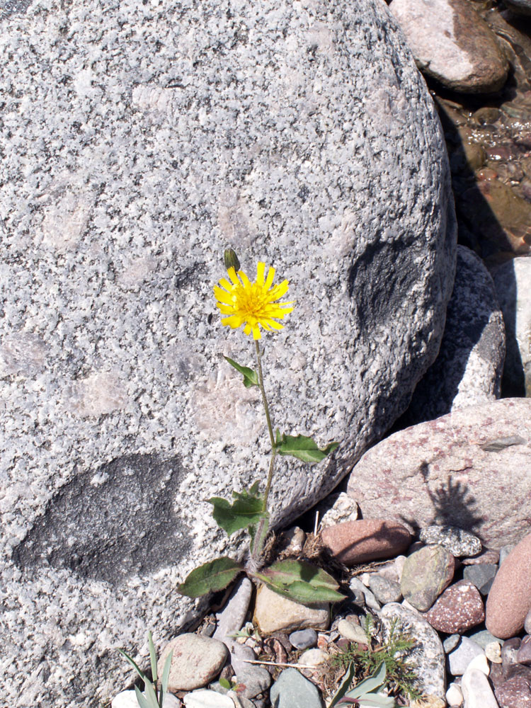 Image of Hieracium korshinskyi specimen.