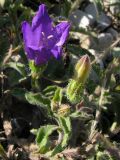 Campanula komarovii