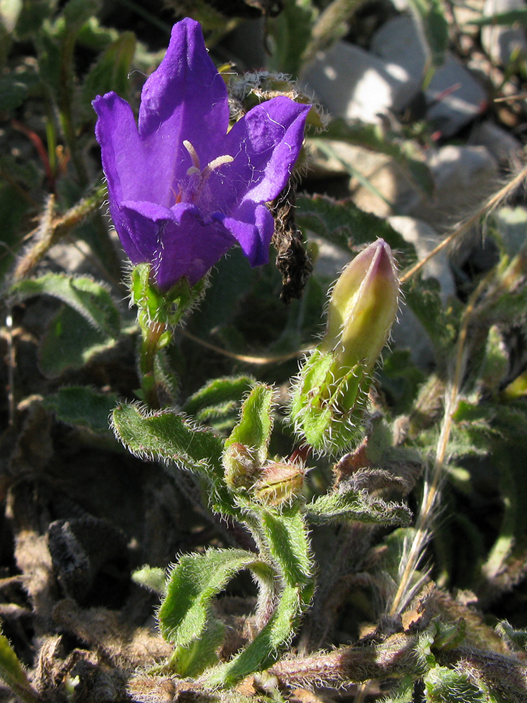 Изображение особи Campanula komarovii.