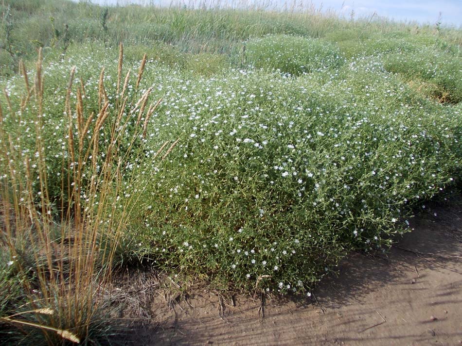 Изображение особи Stellaria dichotoma.