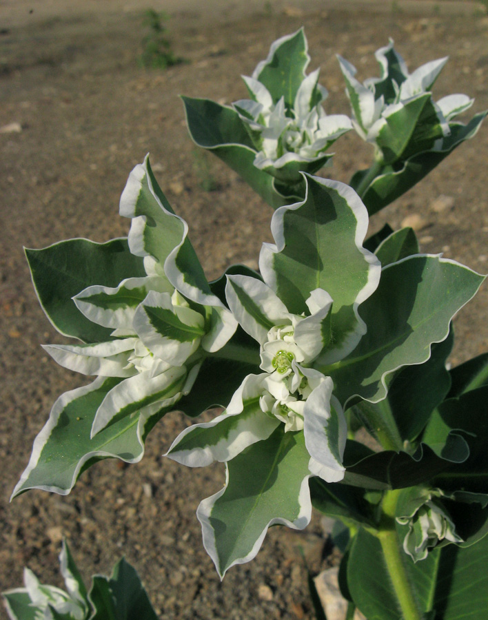 Image of Euphorbia marginata specimen.