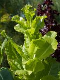 Lactuca sativa