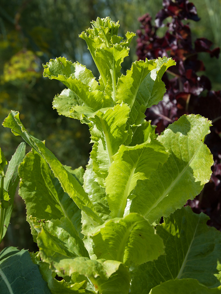 Изображение особи Lactuca sativa.