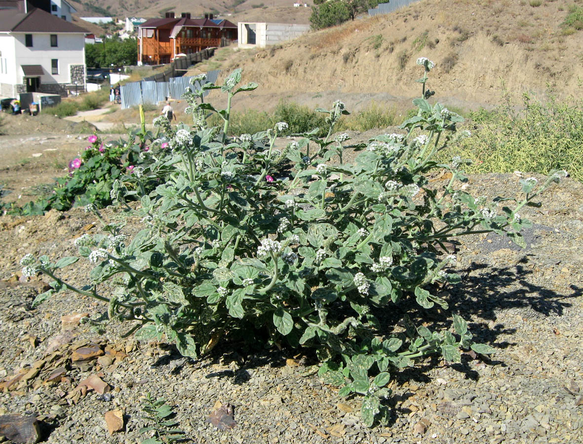 Изображение особи Heliotropium europaeum.