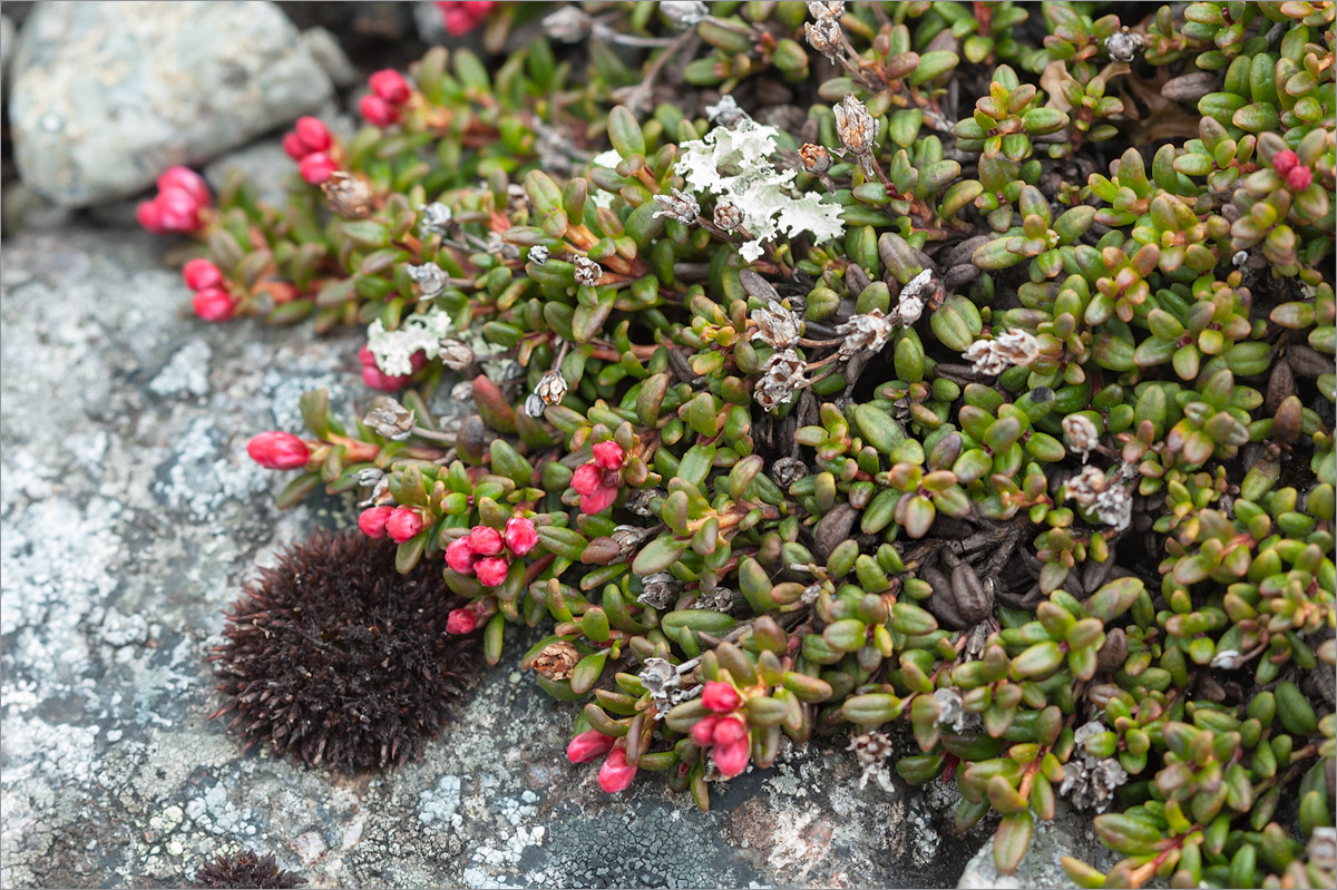 Изображение особи Loiseleuria procumbens.