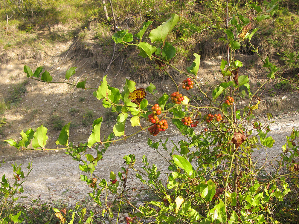 Image of Smilax excelsa specimen.