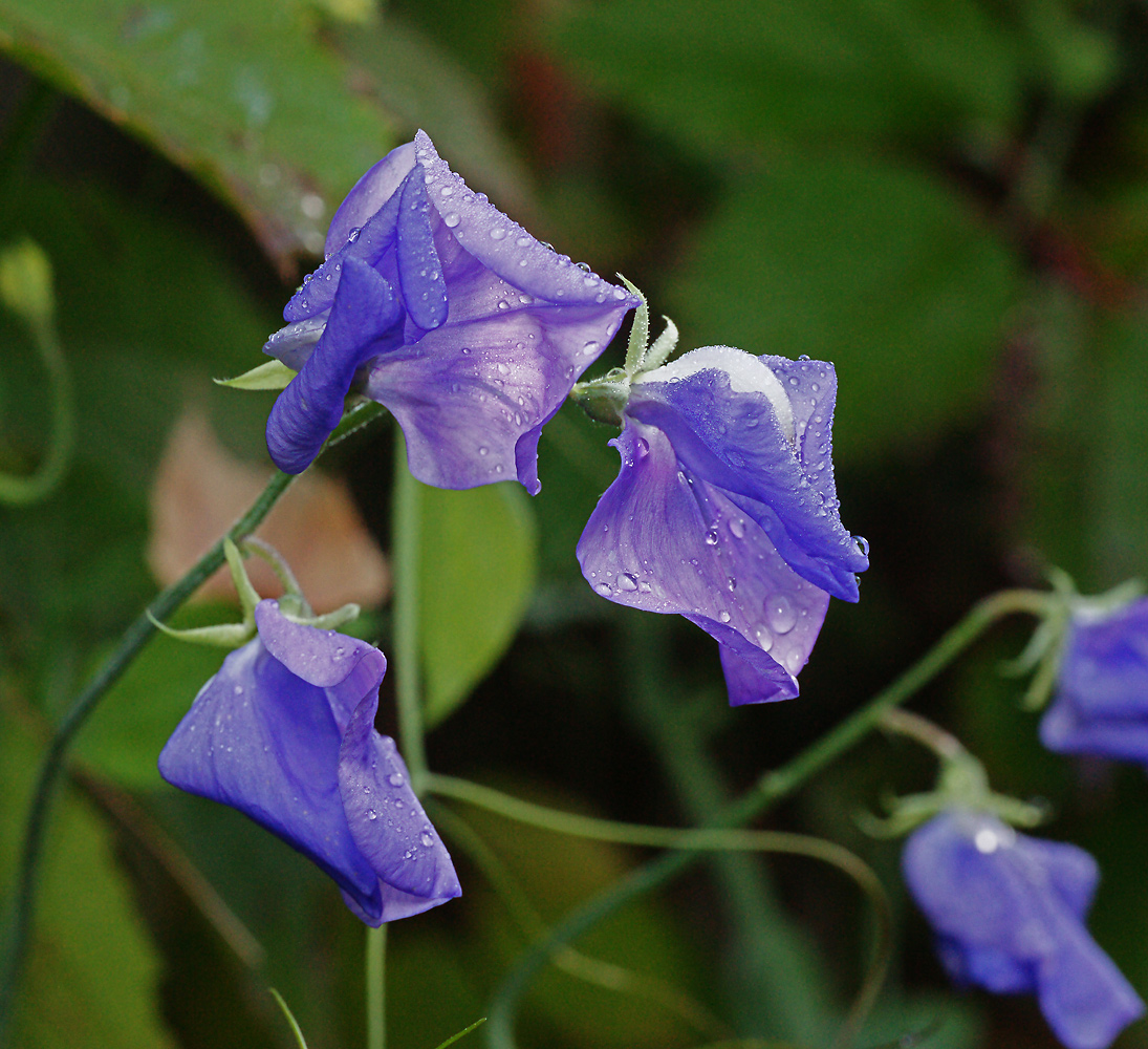 Изображение особи Lathyrus odoratus.