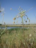 Allium paczoskianum