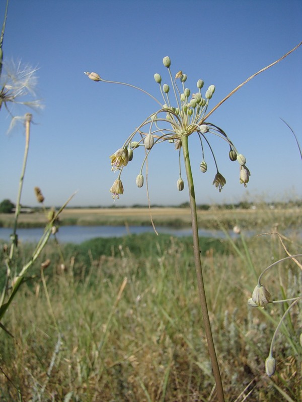 Изображение особи Allium paczoskianum.