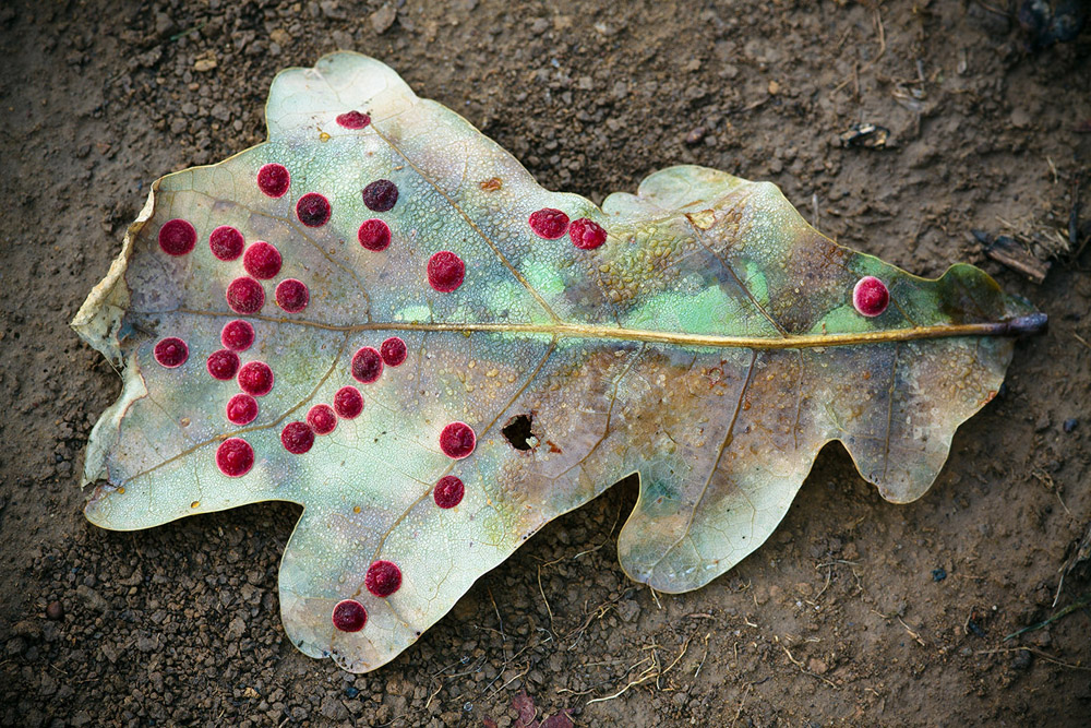 Image of Quercus robur specimen.