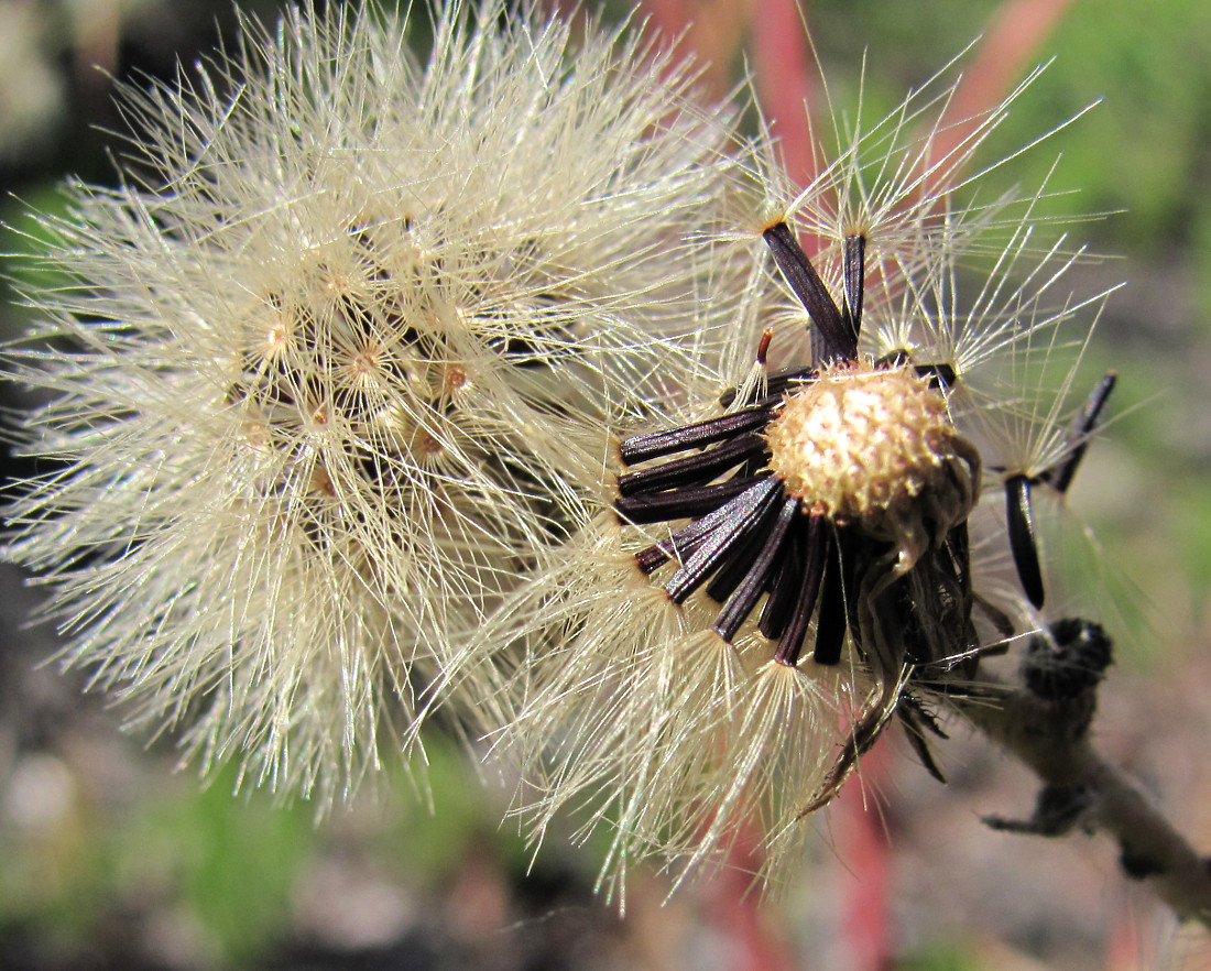 Image of Hieracium vulgatum specimen.