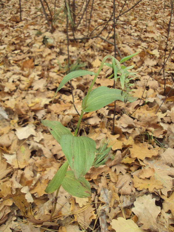 Изображение особи Epipactis helleborine.