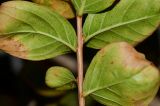 Lagerstroemia indica. Часть побега (вид листьев с обратной стороны). Израиль, Шарон, пос. Кфар Шмариягу, в культуре. 20.10.2013.