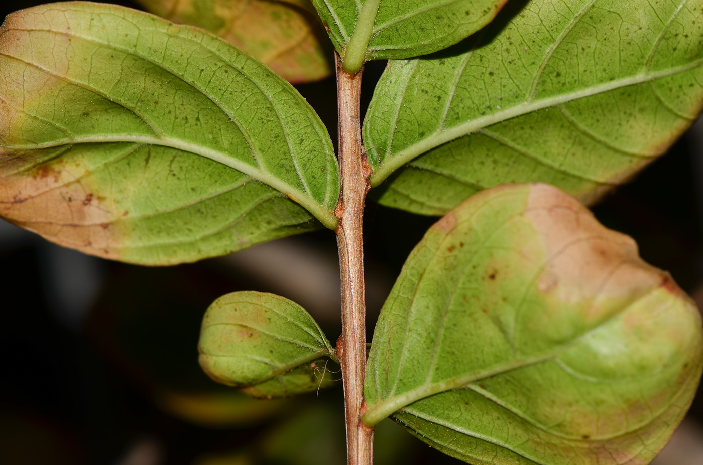 Изображение особи Lagerstroemia indica.