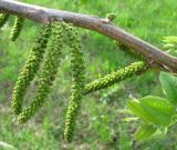 Juglans mandshurica. Ветвь с мужскими соцветиями. Беларусь, Гродненская обл., окр. г. Новогрудок. 09.05.2013.