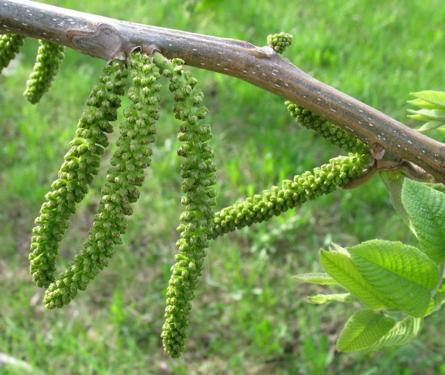Image of Juglans mandshurica specimen.