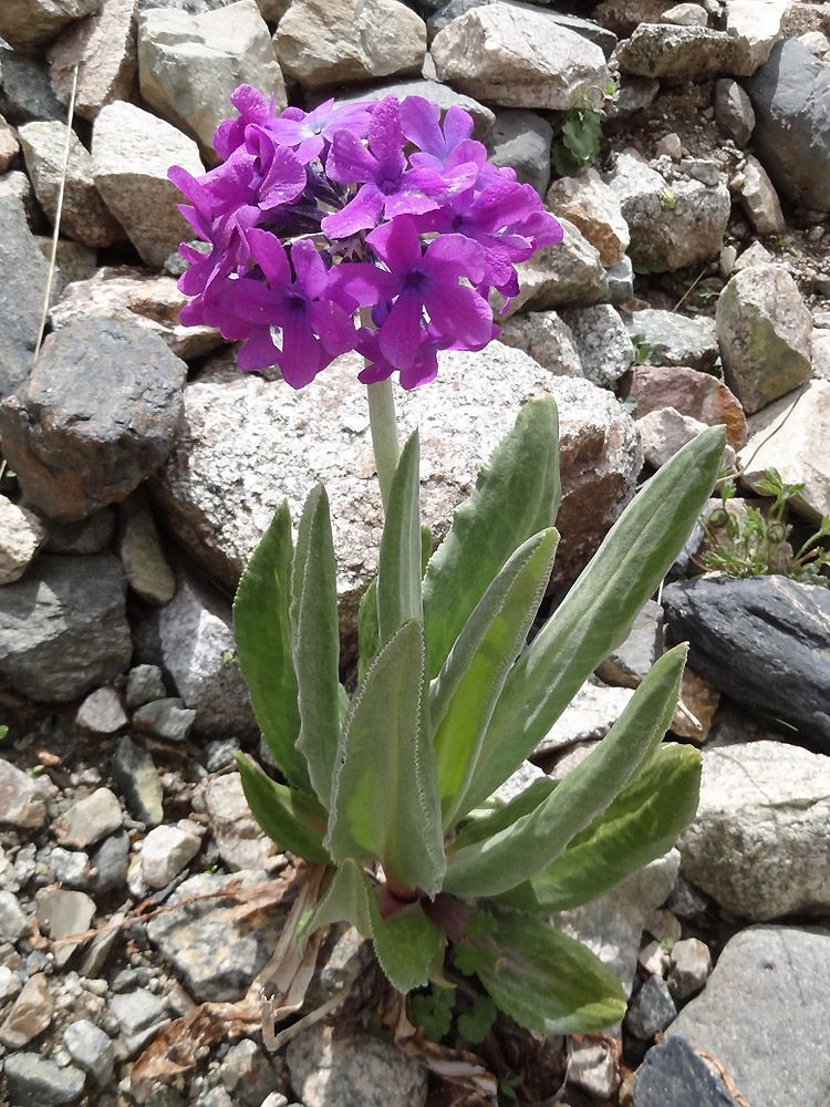 Изображение особи Primula turkestanica.