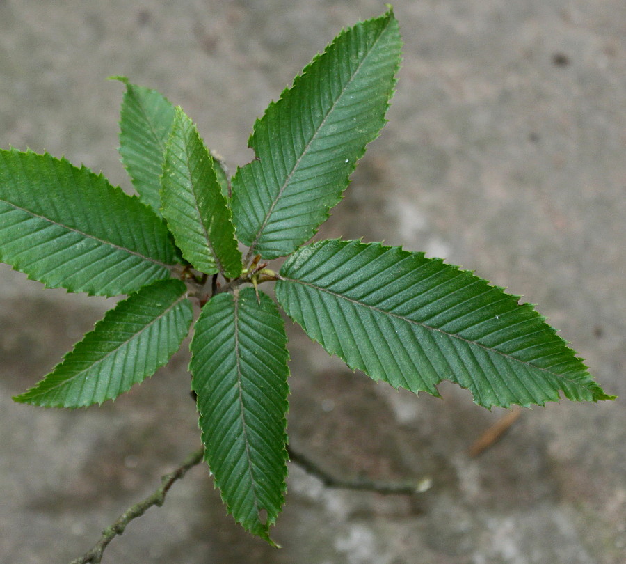 Изображение особи Carpinus japonica.