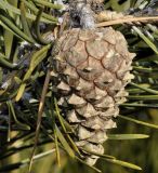 Pinus sylvestris. Шишка. Греция, Пиерия, Олимп (1700 м н.у.м.). 21.21.2013.