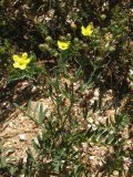 Potentilla orientalis. Цветущее растение. Крым, Арабатская стрелка. 20 июня 2009 г.