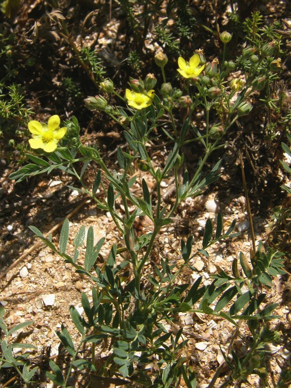 Изображение особи Potentilla orientalis.