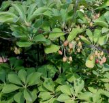 Enkianthus campanulatus