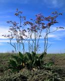 Limonium gmelinii. Генеративное растение с развитыми цветоносами в начале цветения. Республика Тыва, Центрально-Тувинская котловина, Кызылский р-н, в 40 км ЮЮВ г. Кызыл и в 6 км севернее пос. Целинное, оз. Чедер; сочно-многолетнесолянковый (местами - пухлый) солончак на обнаженном илисто-гравийном озерном днище у западного борта террасы. 13.07.2012.