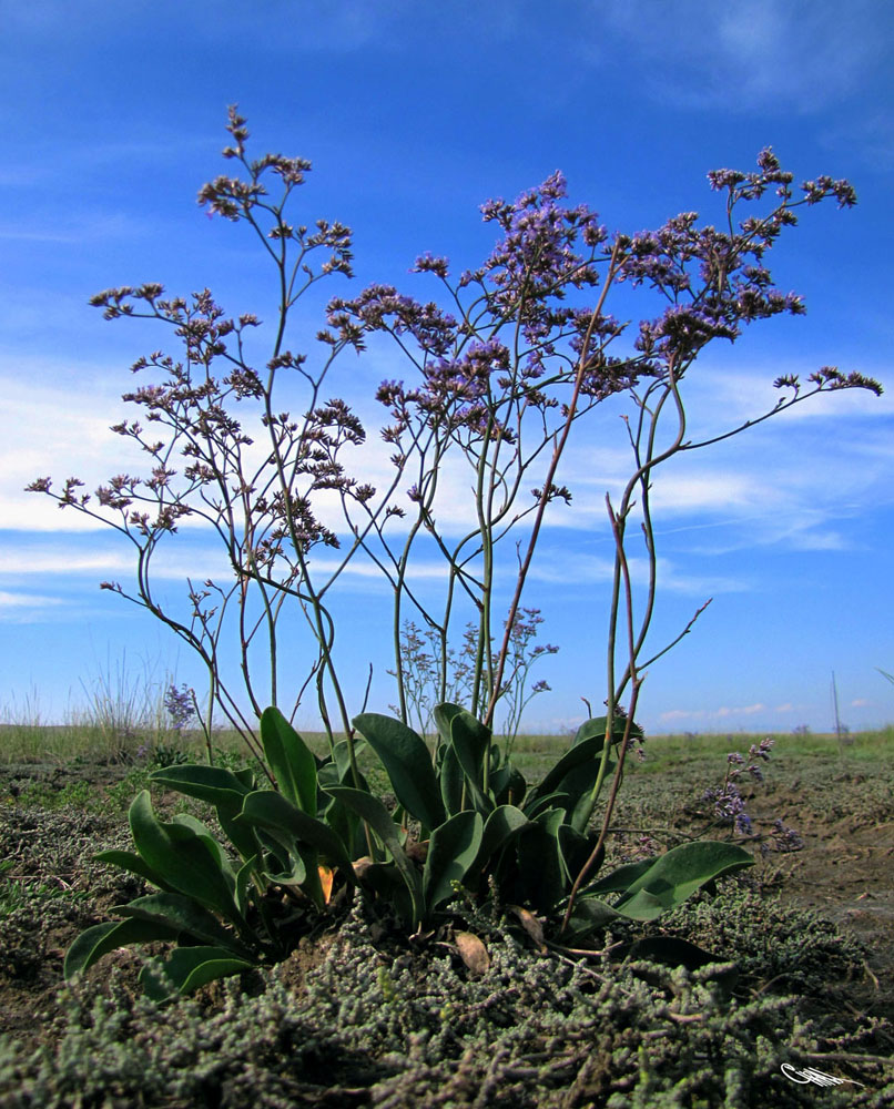 Image of Limonium gmelinii specimen.