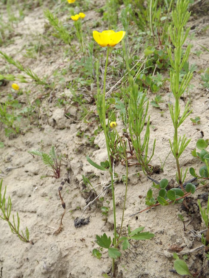 Image of Ranunculus propinquus specimen.