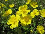 Helianthemum nummularium. Цветки. Пермский край, Кунгурский р-н, окр. с. Филипповка, северная часть Кунгурской лесостепи, гора Ледяная, южный склон. 14.06.2013.