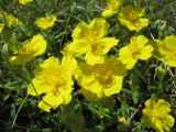 Helianthemum nummularium