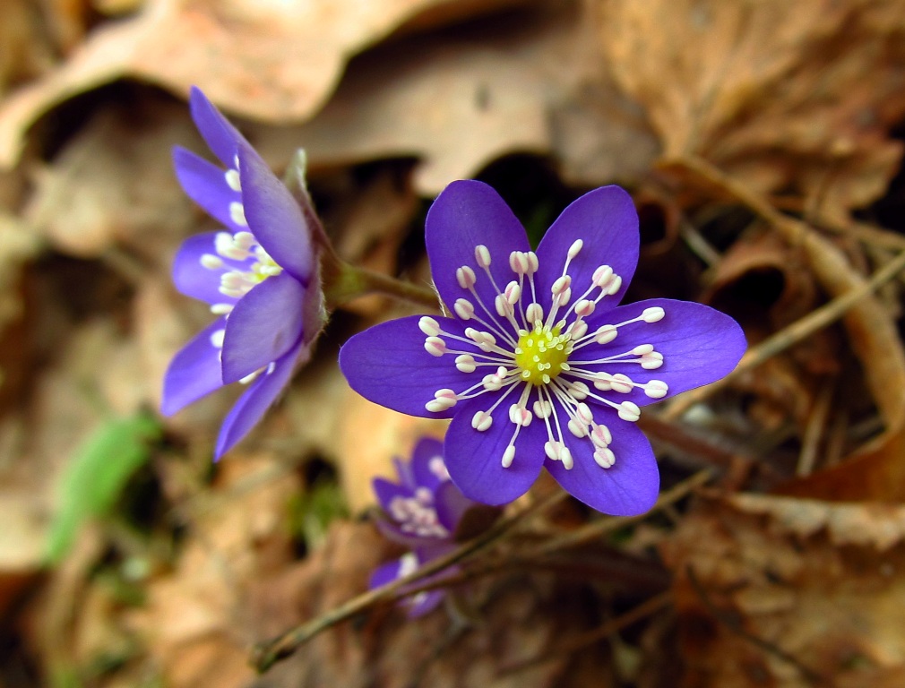 Image of Hepatica nobilis specimen.