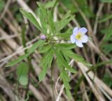 Anemone caerulea