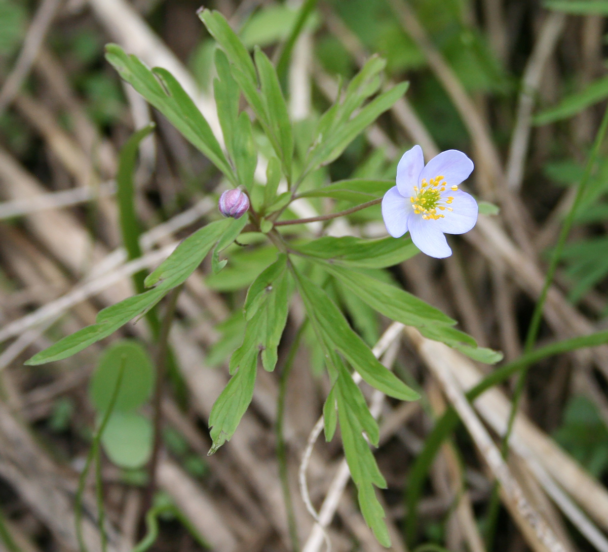 Изображение особи Anemone caerulea.