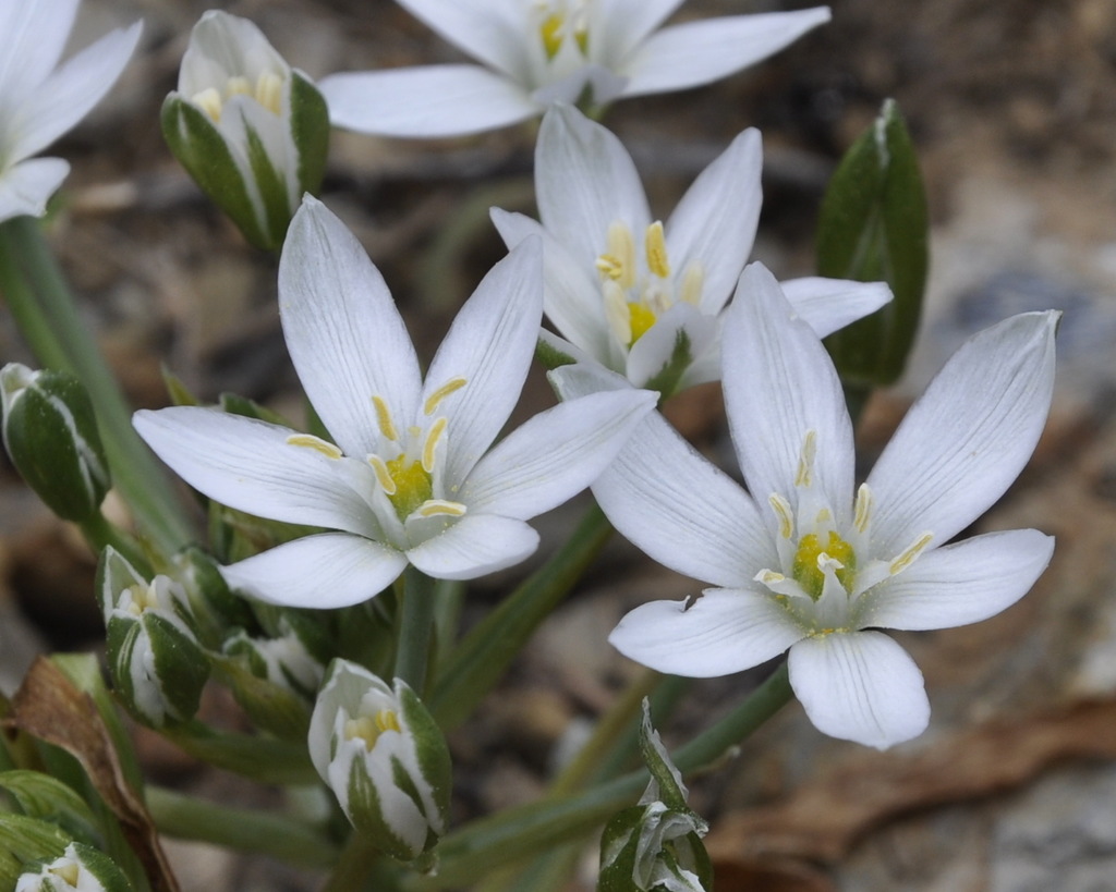 Изображение особи Ornithogalum montanum.