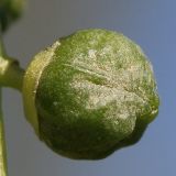 Populus &times; canadensis