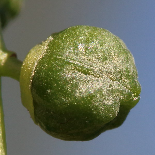 Image of Populus &times; canadensis specimen.