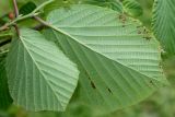 Corylopsis glabrescens. Листья (нижние стороны). Германия, г. Дюссельдорф, Ботанический сад университета. 28.04.2014.