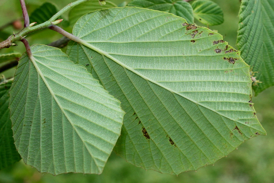 Image of Corylopsis glabrescens specimen.
