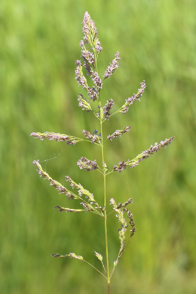 Image of Poa pratensis specimen.