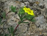 Potentilla taurica. Цветок и бутоны. Крым, Карадагский заповедник, ю-в склон хребта Беш-Таш. 24 апреля 2014 г.