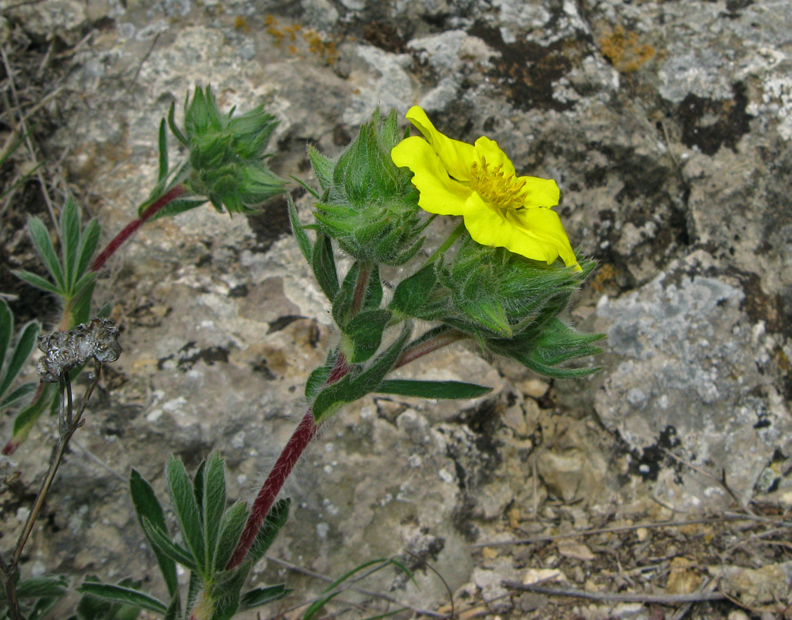 Image of Potentilla taurica specimen.