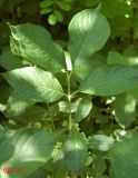 Euonymus europaeus