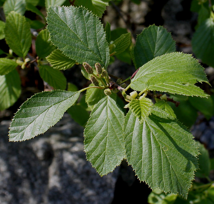 Изображение особи Duschekia alnobetula.