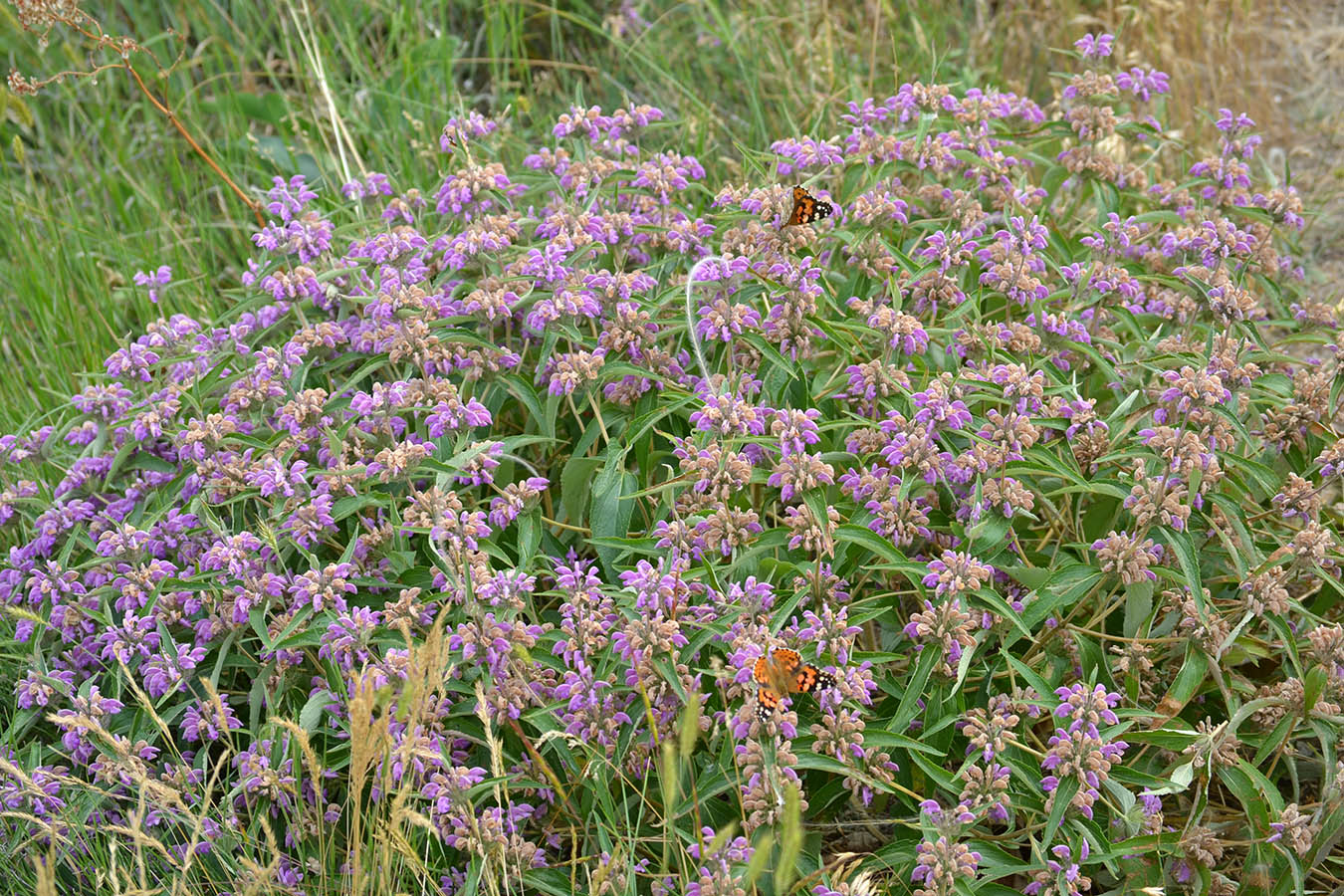 Image of Phlomis pungens specimen.