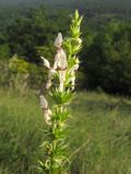 Stachys atherocalyx. Верхушка соцветия. Краснодарский край, Абинский р-н, хр. Грузинка, склон горы Грузинка. 05.06.2014.