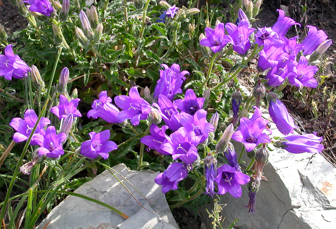 Image of Campanula komarovii specimen.